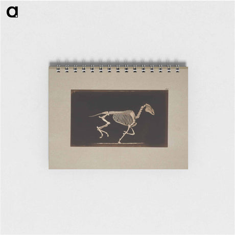 アートメモ帳-Running Horse Skeleton
 - エドワード マイブリッジ Memo.