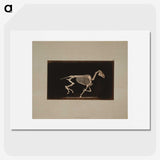 2-56_Eadweard-Muybridge_picture