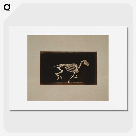 2-56_Eadweard-Muybridge_picture