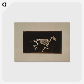 2-56_Eadweard-Muybridge_postcard