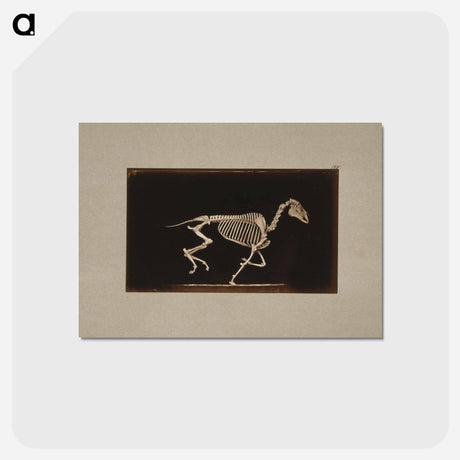 アートポストカード-Running Horse Skeleton
 - エドワード マイブリッジ Postcard.