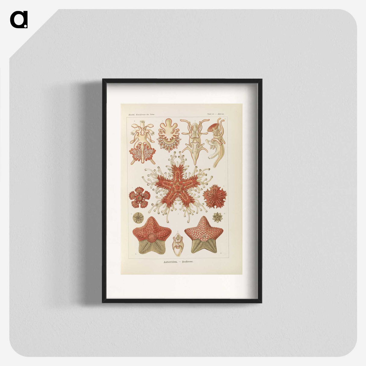 2-56_Ernst-Haeckel_blk