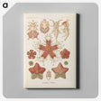 2-56_Ernst-Haeckel_canvas