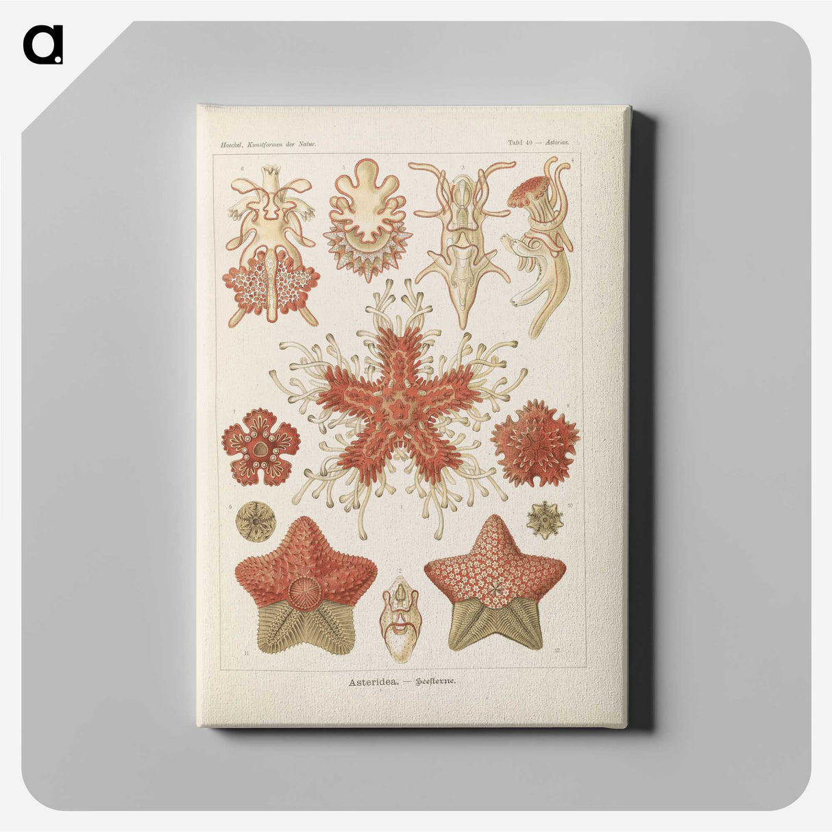 2-56_Ernst-Haeckel_canvas