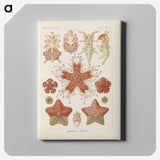2-56_Ernst-Haeckel_canvas