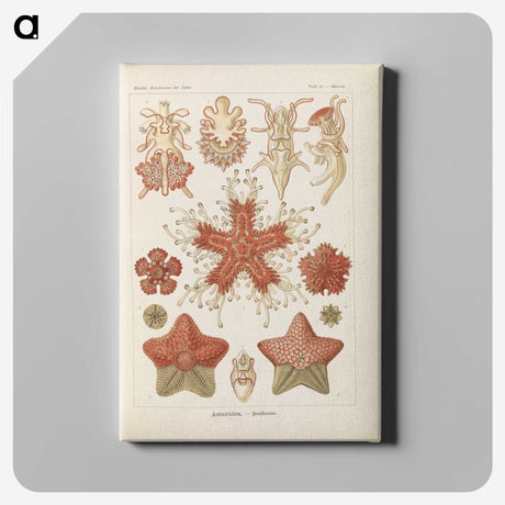 2-56_Ernst-Haeckel_canvas