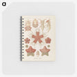 2-56_Ernst-Haeckel_memo