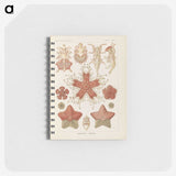 2-56_Ernst-Haeckel_memo