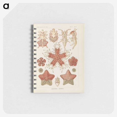 2-56_Ernst-Haeckel_memo