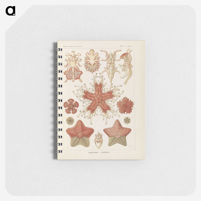 2-56_Ernst-Haeckel_memo