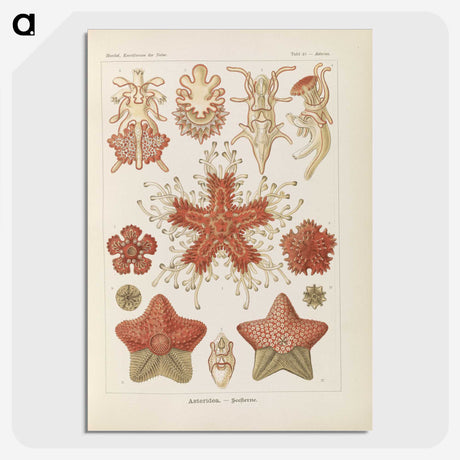 2-56_Ernst-Haeckel_picture-crop