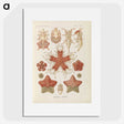 2-56_Ernst-Haeckel_picture