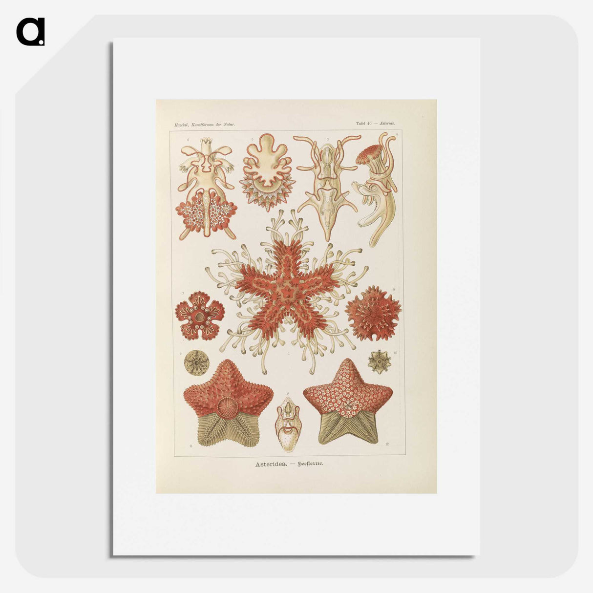 2-56_Ernst-Haeckel_picture