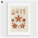 2-56_Ernst-Haeckel_picture