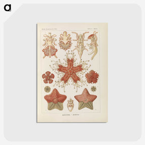 2-56_Ernst-Haeckel_postcard