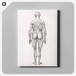 アートパネル-Human Figure, Posterior View
 - ジョージ スタッブス Canvas.