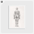 アートポストカード-Human Figure, Posterior View
 - ジョージ スタッブス Postcard.