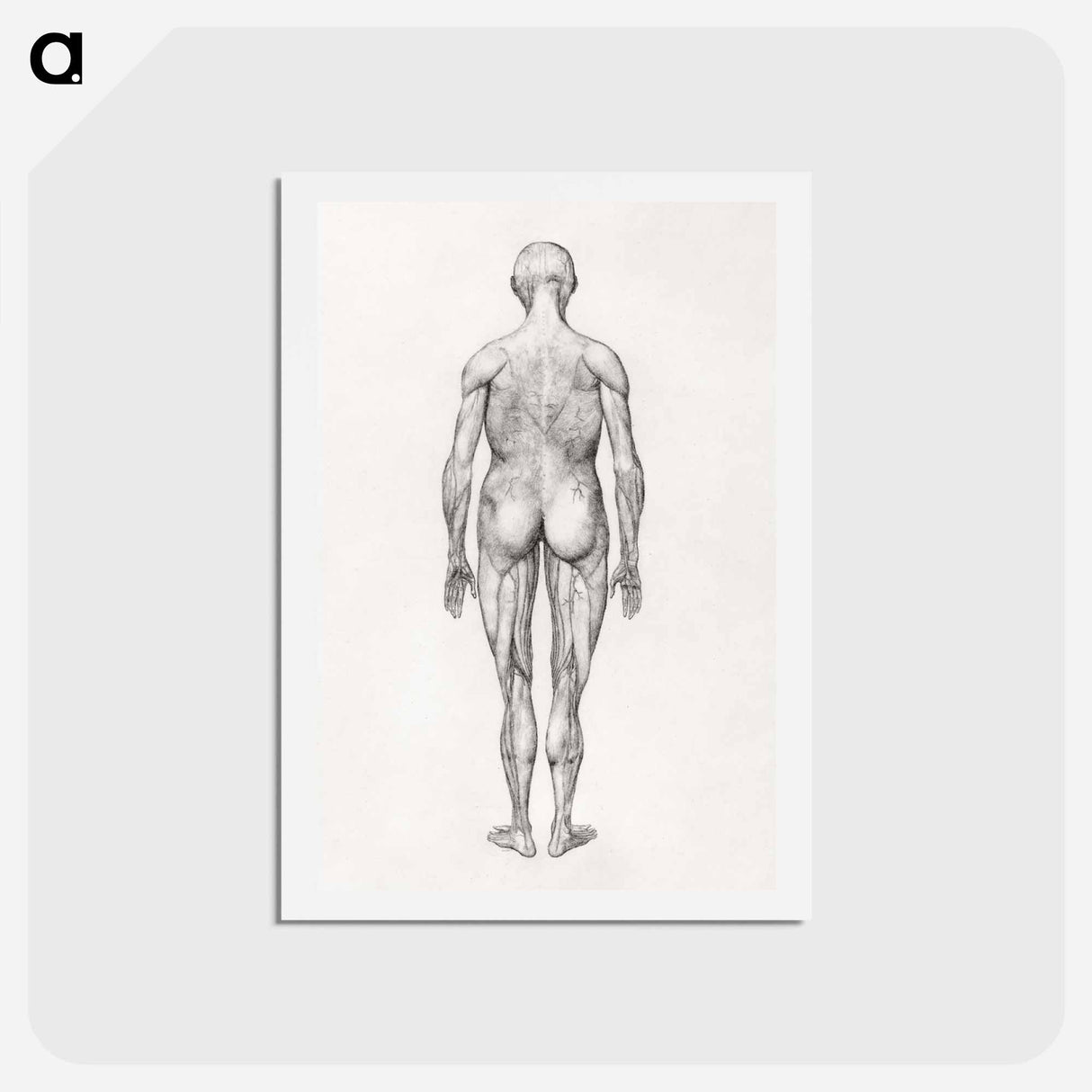 アートポストカード-Human Figure, Posterior View
 - ジョージ スタッブス Postcard.