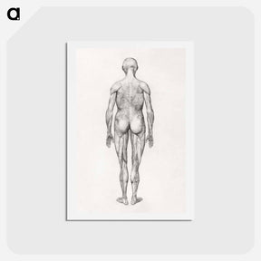 アートポストカード-Human Figure, Posterior View
 - ジョージ スタッブス Postcard.