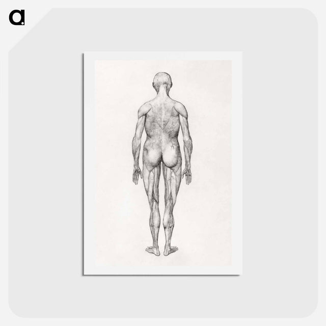 アートポストカード-Human Figure, Posterior View
 - ジョージ スタッブス Postcard.