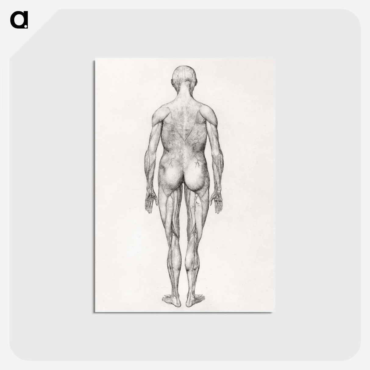 アートポストカード-Human Figure, Posterior View
 - ジョージ スタッブス Postcard.