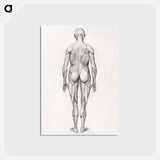 アートポストカード-Human Figure, Posterior View
 - ジョージ スタッブス Postcard.