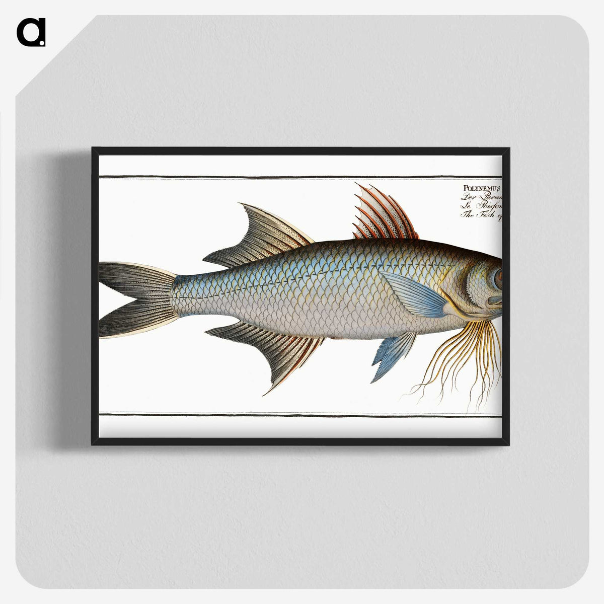 2-56_Ichtyologie-ou-Histoire-naturelle_blk-crop