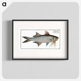 2-56_Ichtyologie-ou-Histoire-naturelle_blk