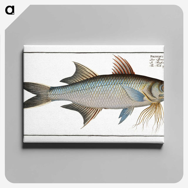 2-56_Ichtyologie-ou-Histoire-naturelle_canvas