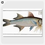 2-56_Ichtyologie-ou-Histoire-naturelle_picture-crop
