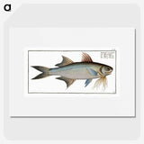 2-56_Ichtyologie-ou-Histoire-naturelle_picture