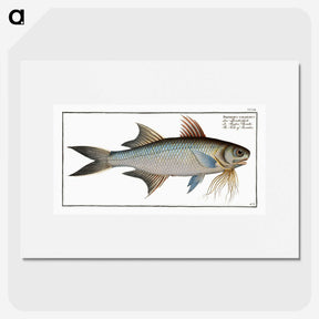 2-56_Ichtyologie-ou-Histoire-naturelle_picture