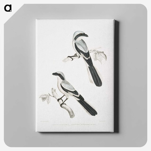 2-56_Indian-Zoology_canvas