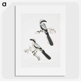 2-56_Indian-Zoology_picture