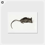 アートポストカード-Mouse - ジャン ベルナール Postcard.