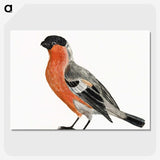 2-56_Johan-Teyler_picture-crop