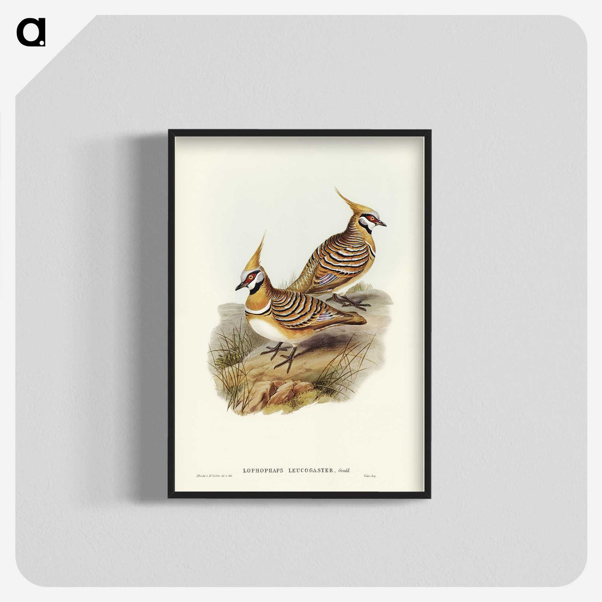 2-56_John-Gould_blk-crop