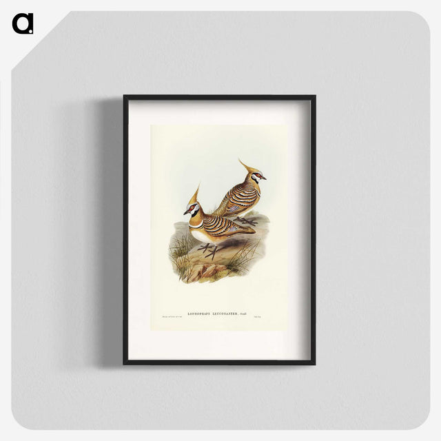 2-56_John-Gould_blk