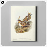 2-56_John-Gould_canvas