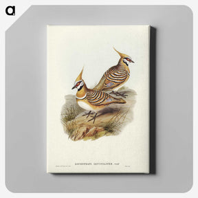2-56_John-Gould_canvas