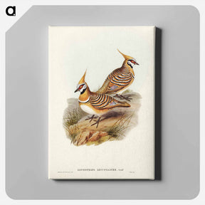 アートパネル-White-bellied Bronzewing
 - ジョン グールド Canvas.