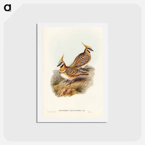アートポストカード-White-bellied Bronzewing
 - ジョン グールド Postcard.