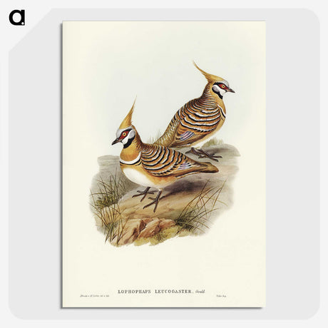 2-56_John-Gould_picture-crop