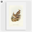 2-56_John-Gould_picture