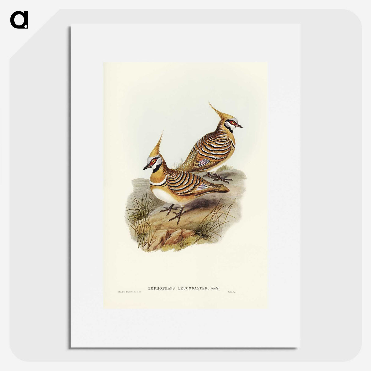 2-56_John-Gould_picture