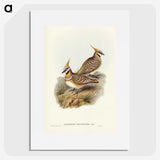 2-56_John-Gould_picture