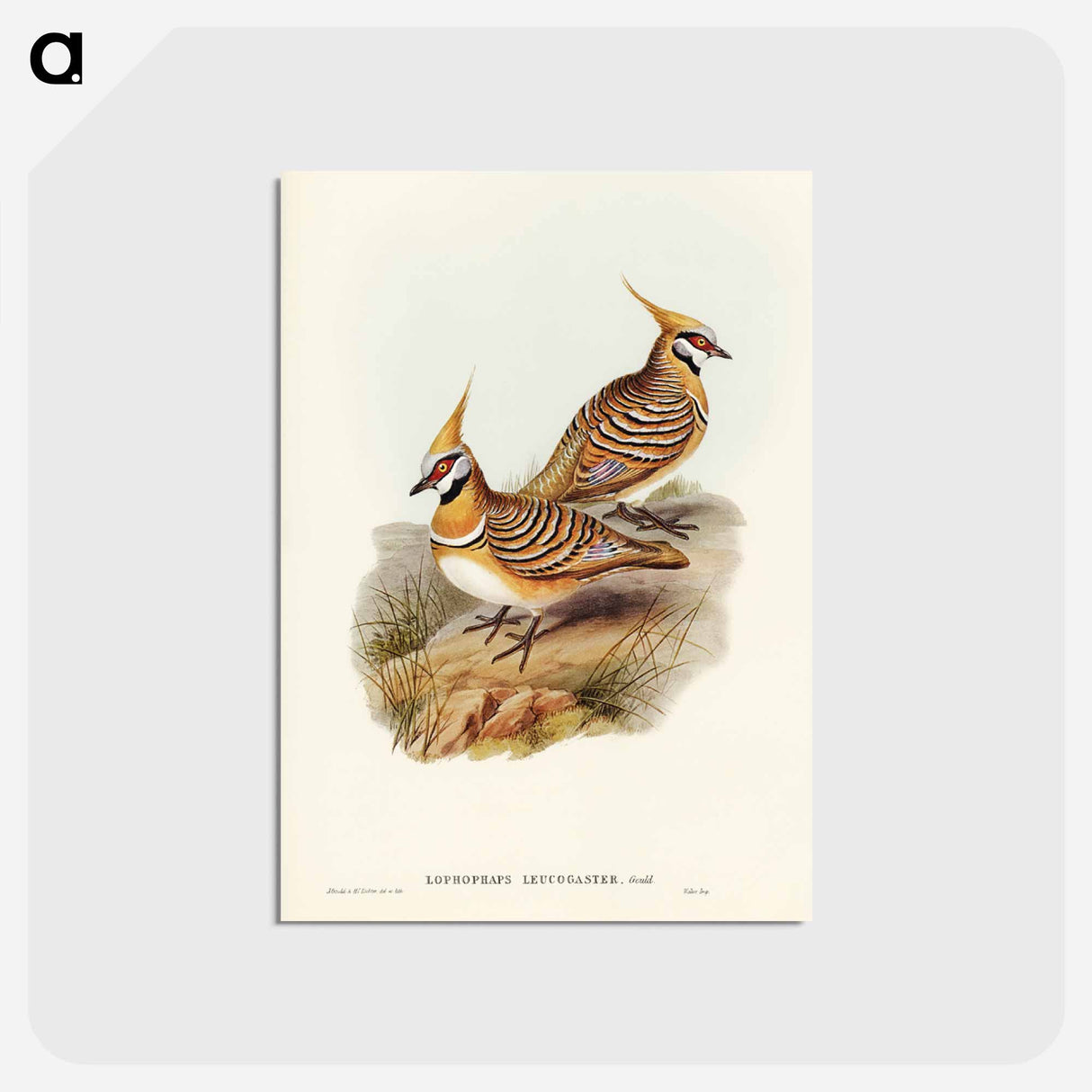 アートポストカード-White-bellied Bronzewing
 - ジョン グールド Postcard.