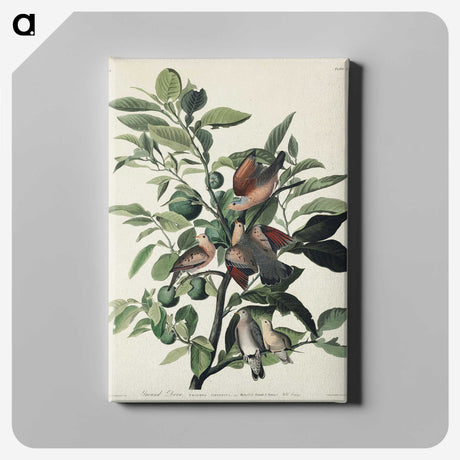 2-56_John-James-Audubon_canvas