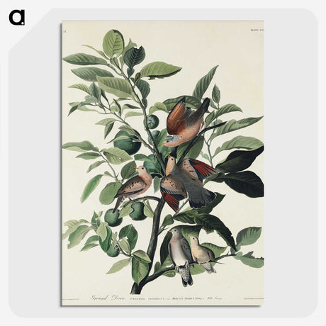 2-56_John-James-Audubon_picture-crop