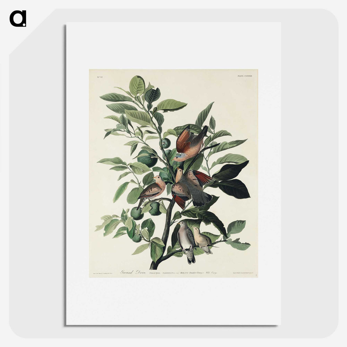 2-56_John-James-Audubon_picture